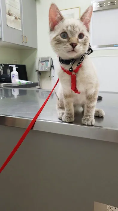 Bay Street Animal Hospital 3