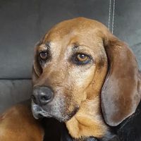 Southmarch Veterinary Hospital ico