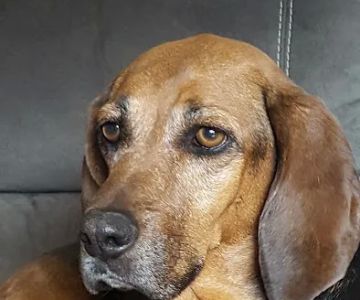 Southmarch Veterinary Hospital