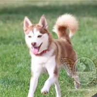 Full Circle Veterinary Care ico