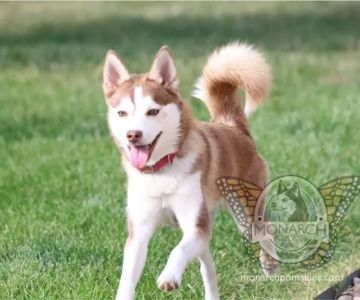 Full Circle Veterinary Care