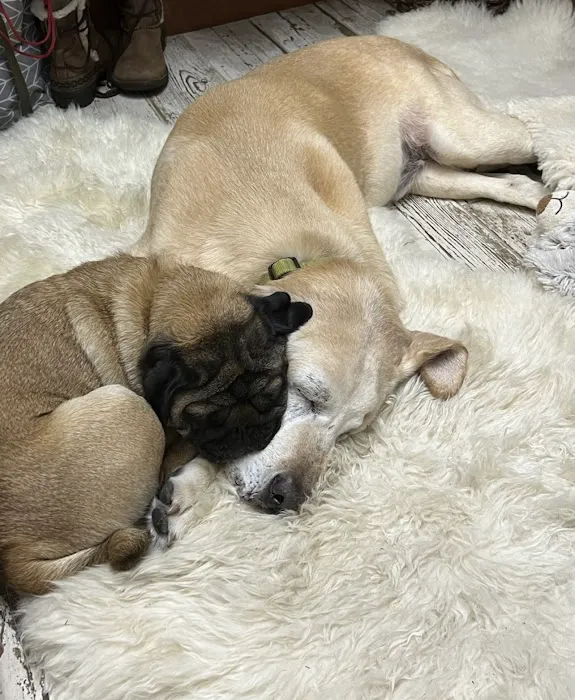 Full Circle Veterinary Care 8