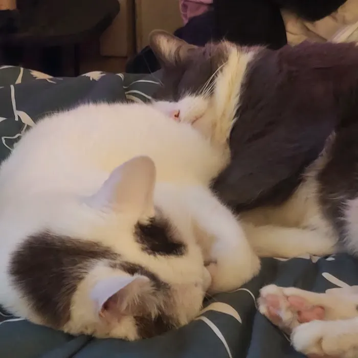 The Cat Doctor 4