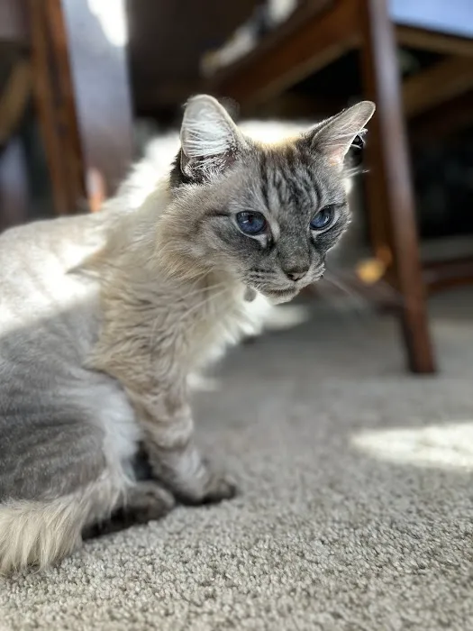 The Cat Doctor 3