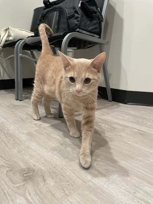 The Cat Doctor 6