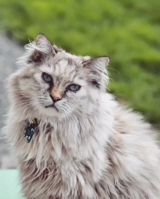 The Cat Doctor 5