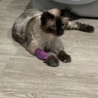 The Cat Doctor ico