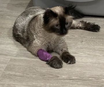 The Cat Doctor