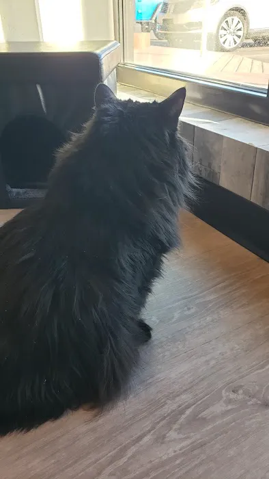 The Cat Doctor 2