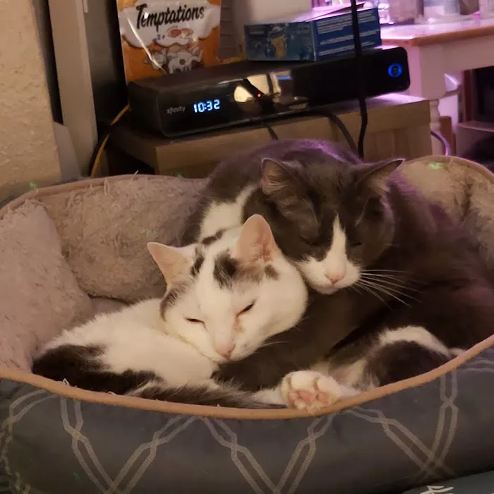 The Cat Doctor 9