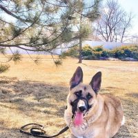 Dr. Cooney's Euthanasia Comfort Center ico