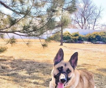 Dr. Cooney's Euthanasia Comfort Center