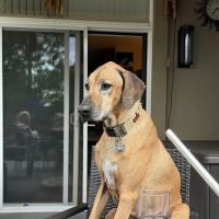 Boyd Lake Veterinary Center ico