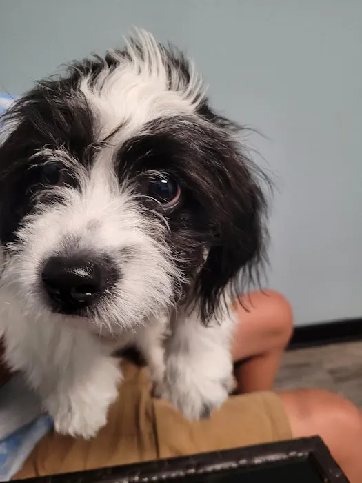 VCA Milliken Animal Hospital 1