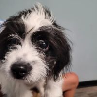 VCA Milliken Animal Hospital ico
