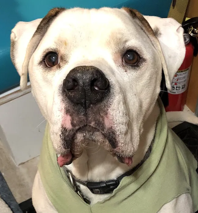 VCA Milliken Animal Hospital 4