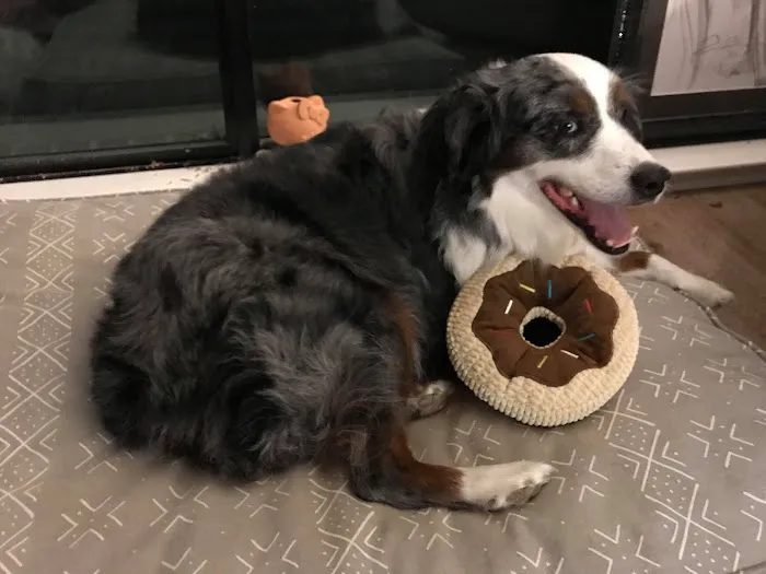 VCA Milliken Animal Hospital 5