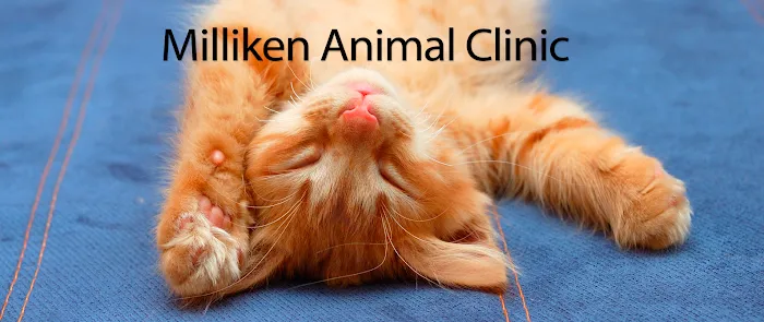 VCA Milliken Animal Hospital 9