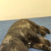 Loveland Veterinary Clinic ico