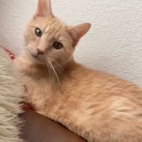 Copper Gate Animal Clinic ico