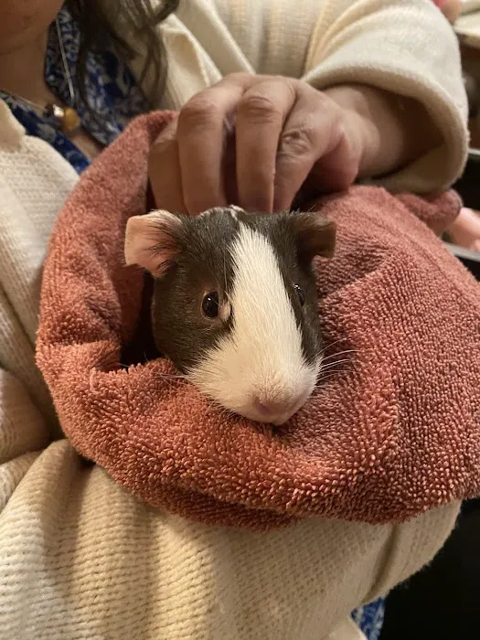 Copper Gate Animal Clinic 6