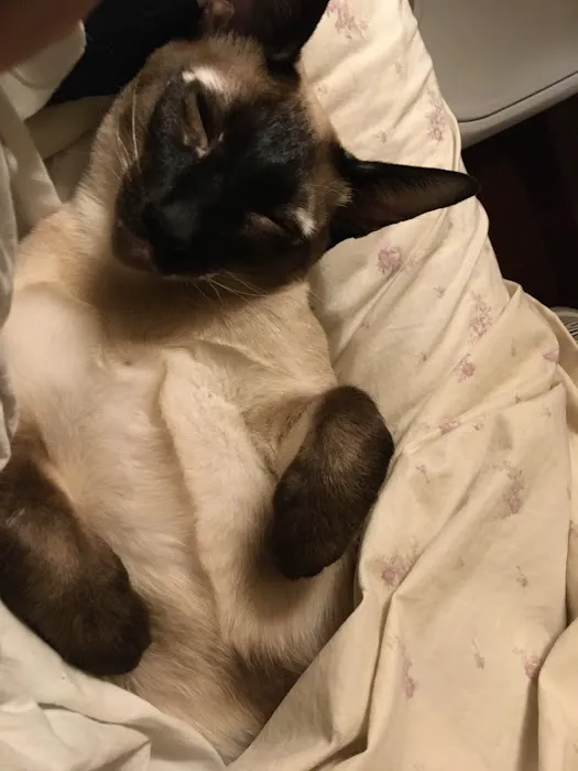 For the Love-Cats Vet Clinic 2