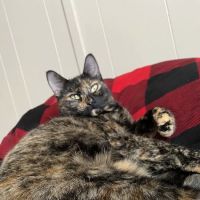 For the Love-Cats Vet Clinic ico