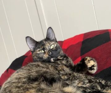 For the Love-Cats Vet Clinic