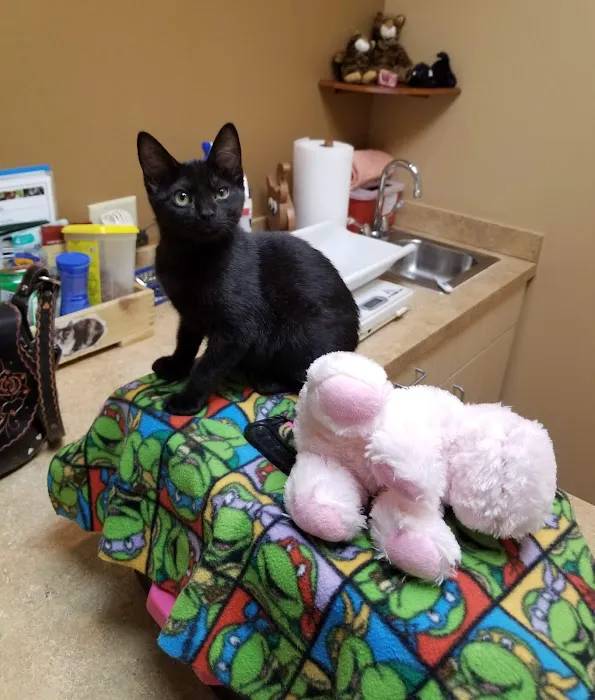 For the Love-Cats Vet Clinic 3