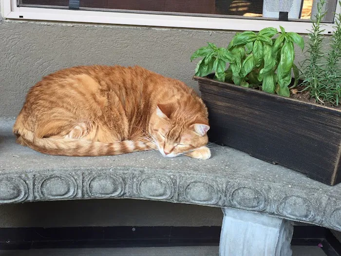For the Love-Cats Vet Clinic 4