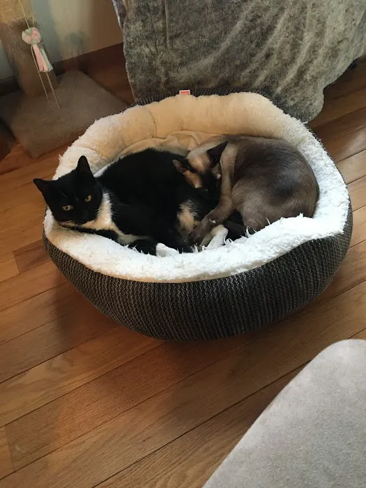 For the Love-Cats Vet Clinic 5