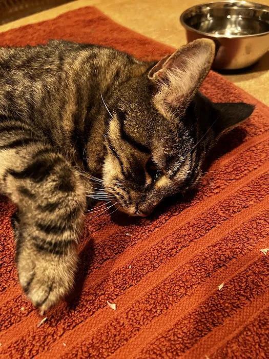 For the Love-Cats Vet Clinic 8