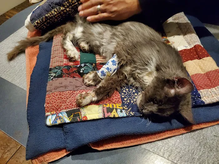 For the Love-Cats Vet Clinic 6