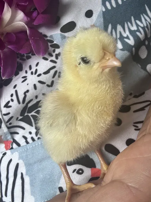 The Pampered Flock 6
