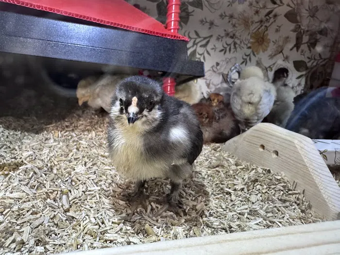 The Pampered Flock 1