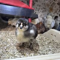 The Pampered Flock ico