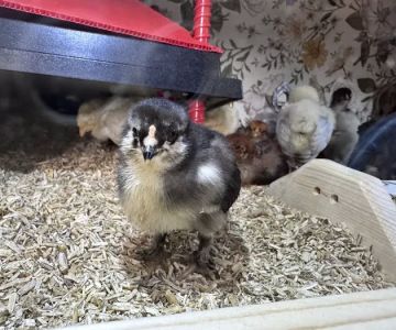 The Pampered Flock