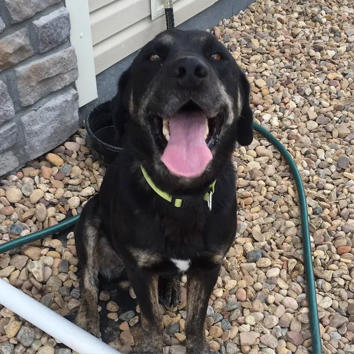 Big Thompson Animal Hospital 8