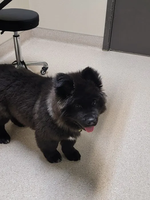 Big Thompson Animal Hospital 3