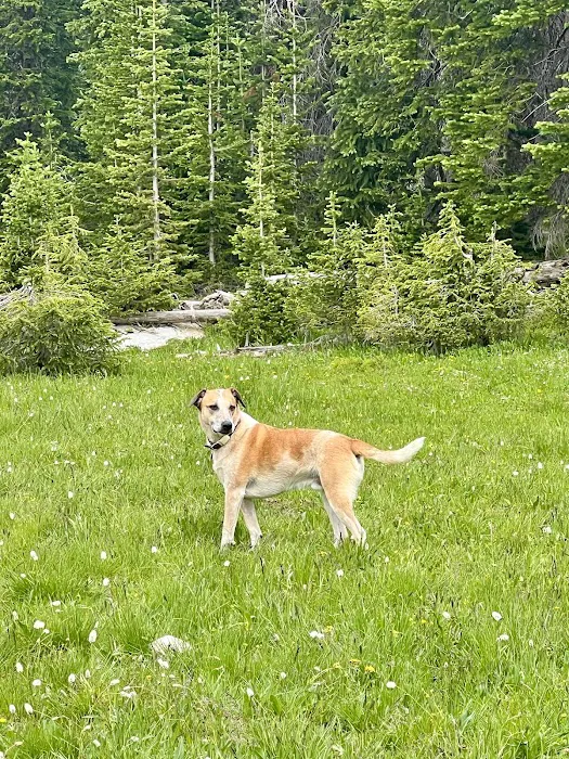 Big Thompson Animal Hospital 4