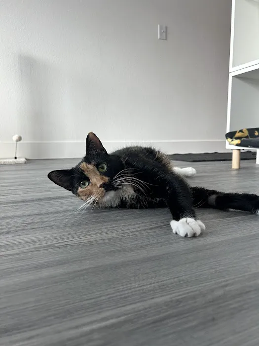 Sploot Veterinary Care - Interquest 1