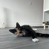 Sploot Veterinary Care - Interquest ico
