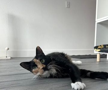 Sploot Veterinary Care - Interquest