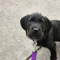 Banfield Pet Hospital ico