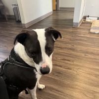 Briargate Boulevard Animal Hospital ico