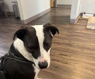 Briargate Boulevard Animal Hospital