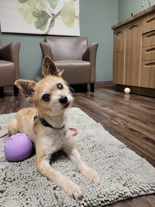 Briargate Boulevard Animal Hospital 10