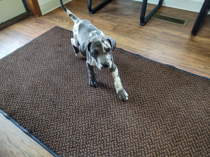 Lincoln Highway Veterinary Clinic 7
