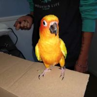 Lincoln Highway Veterinary Clinic ico