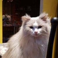 Lancaster Veterinary Specialties ico